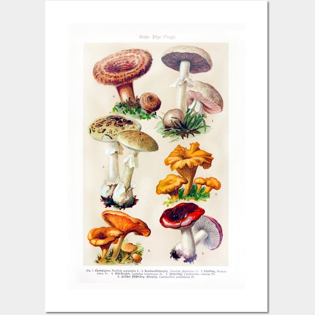 Mushroom species Wall Art by WAITE-SMITH VINTAGE ART